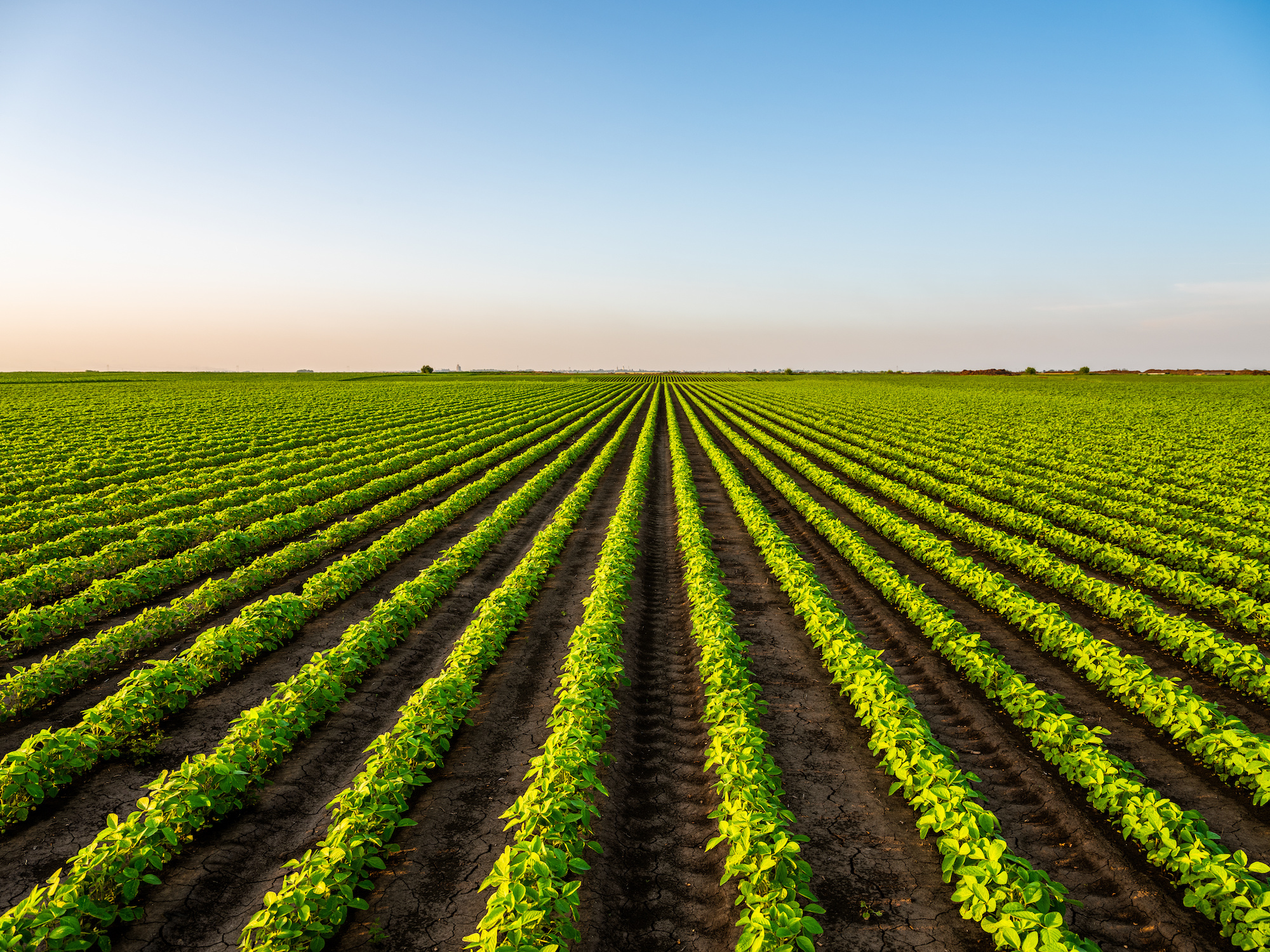View of soybean farm agricultural field against sky Environmental Responsibility - CORE Environmental Consulting